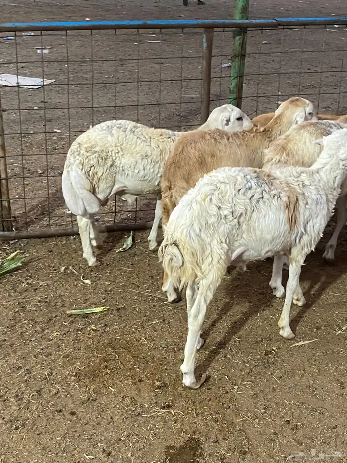 طليان شبيه الرفيدي 4