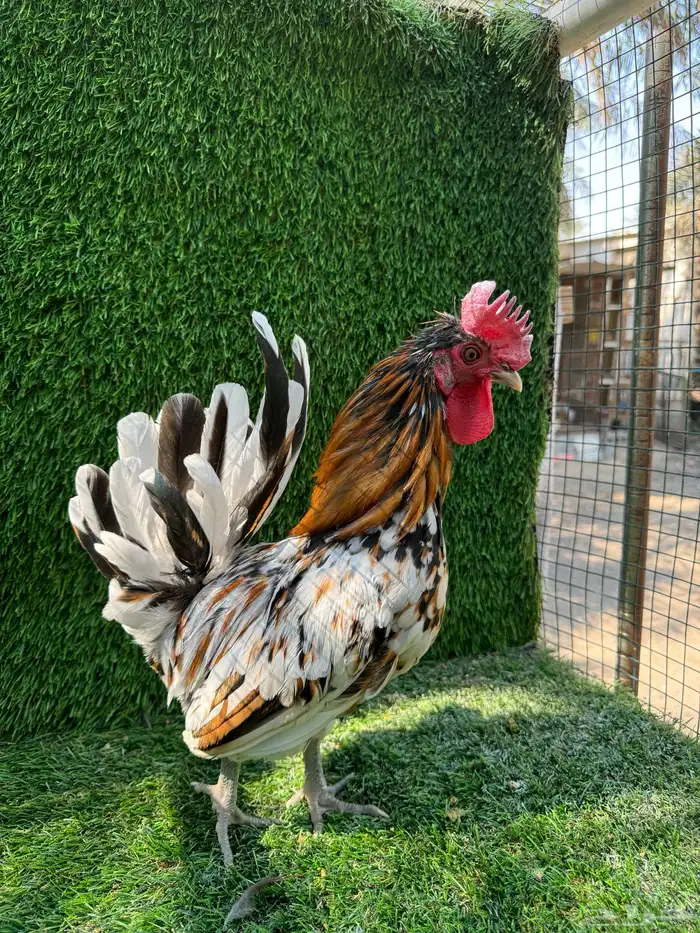 للبيع دجاج ماكنتوش 3