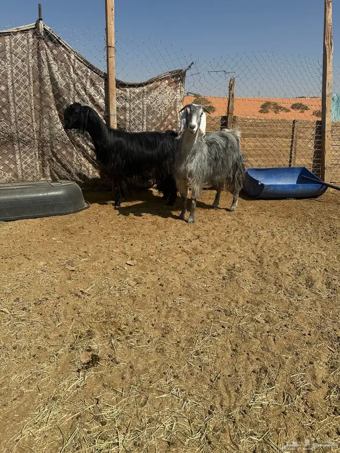 عنزين مشاريك خصم حصيب قريبات ولاد 4