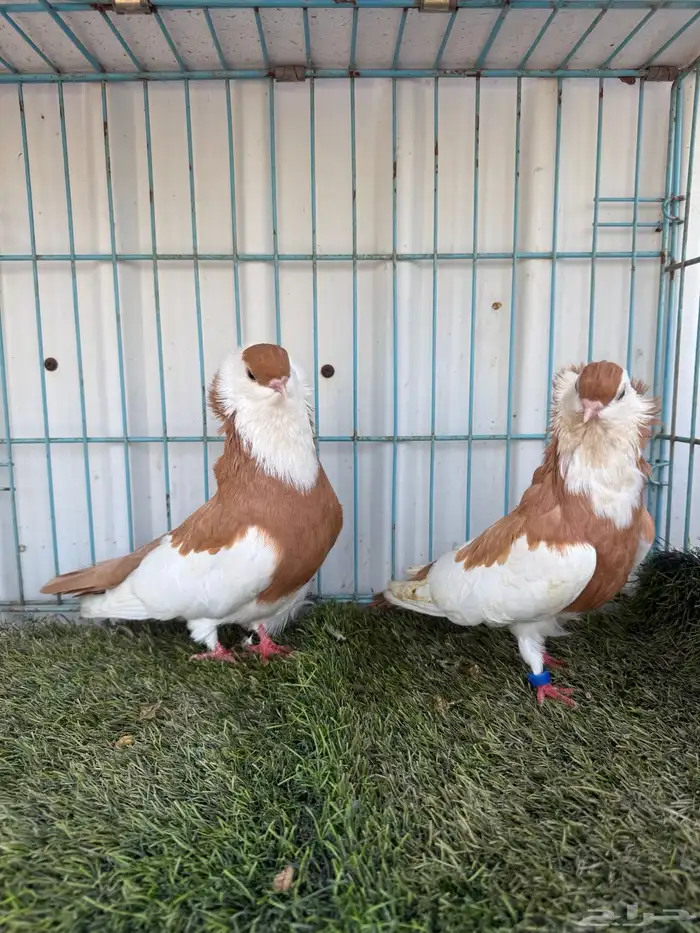 زوج بلغاري عبسي 1