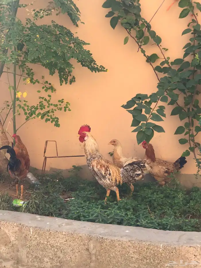 دجاجه صحه 100 الديوكه صحه100 5