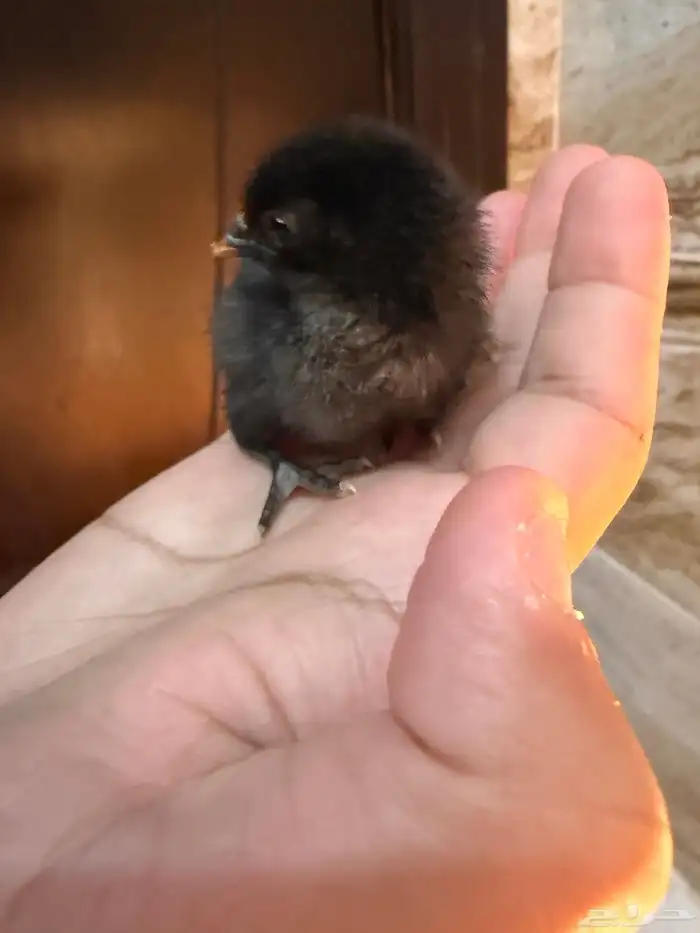 صوص دجاج صغير للبيع 13