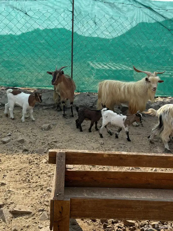 عرض وبيع ماعز قزم أليفه ومنتجه 7