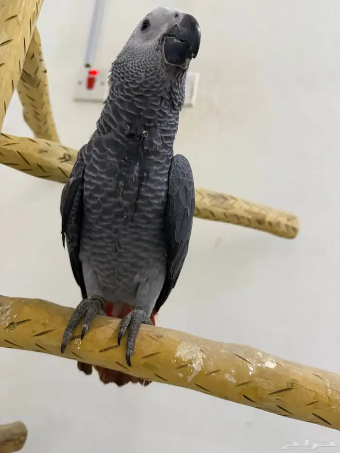 للبيع فرخ كاسكو 2