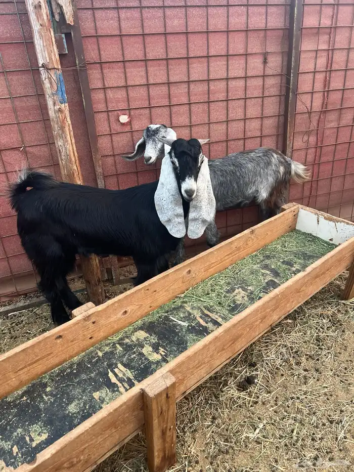 تيس وجفرة عارضي للبيع 2