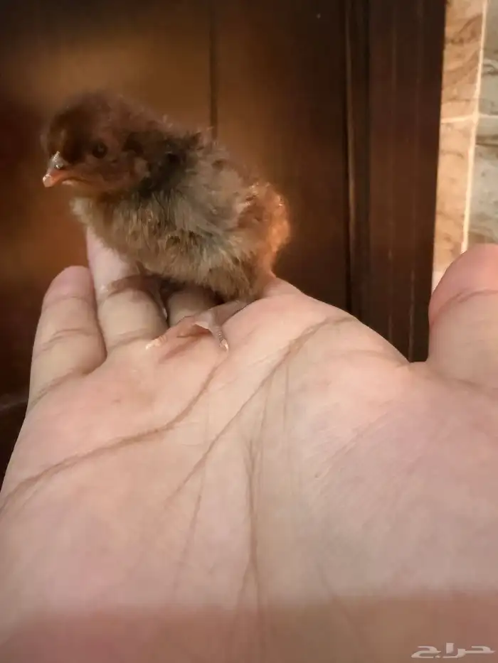 صوص دجاج صغير للبيع 6