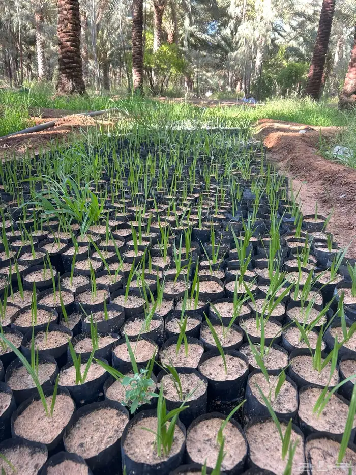 شتلات كميات اسعار جمله 5