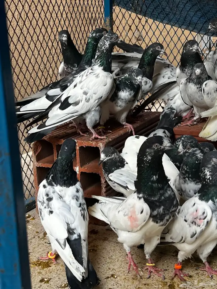 حمام باكستاني Top مطيار 7