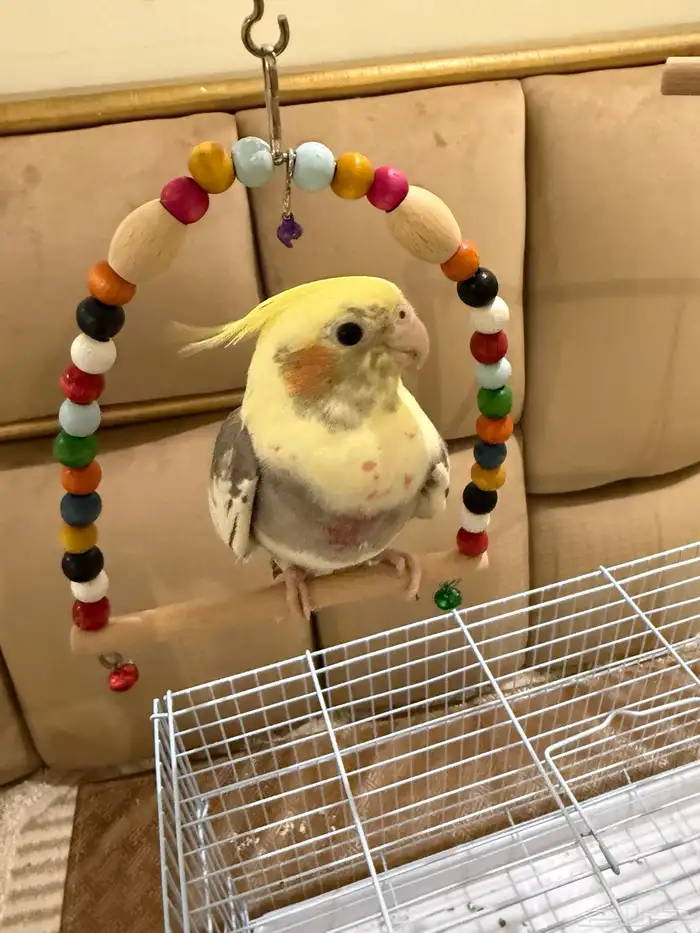 عصفور الكروان 0