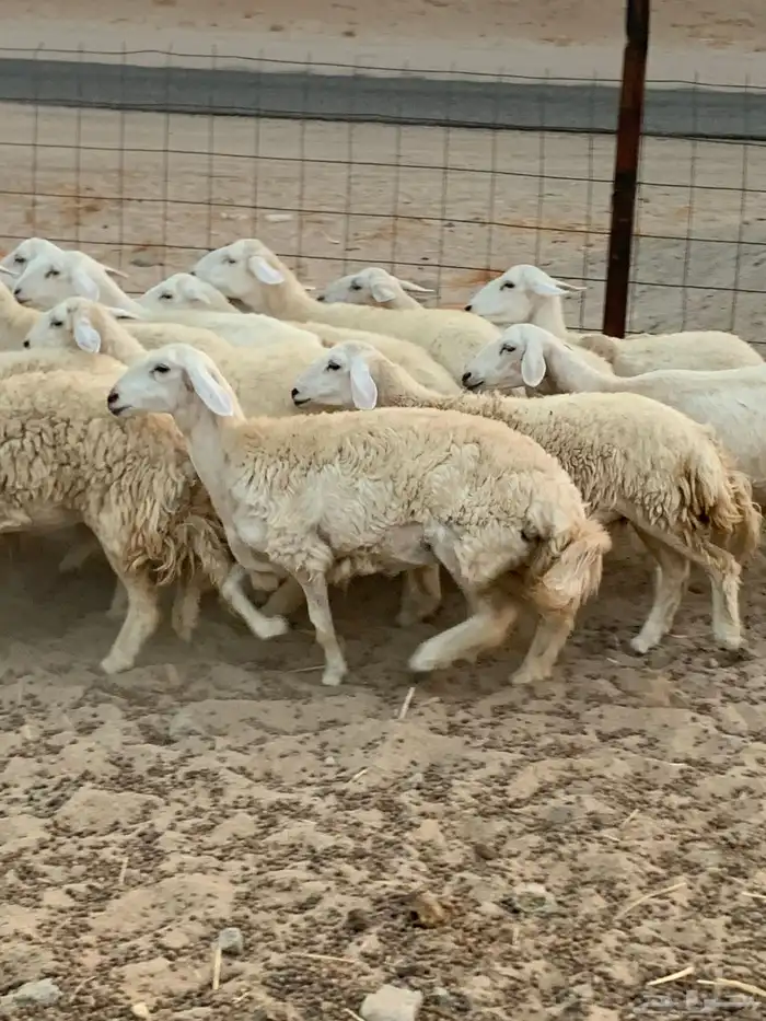 للبيع رخال حريات مقاني 2