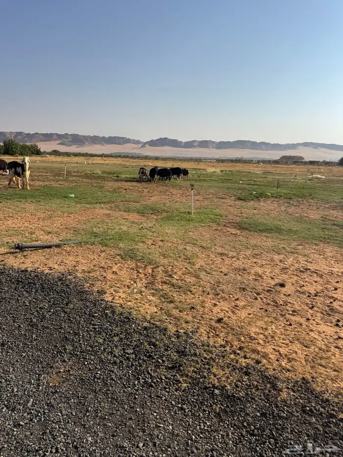 غنم نجد للبيع 2