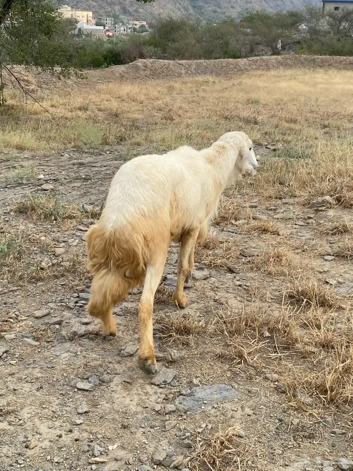 خروف فحل حري 1