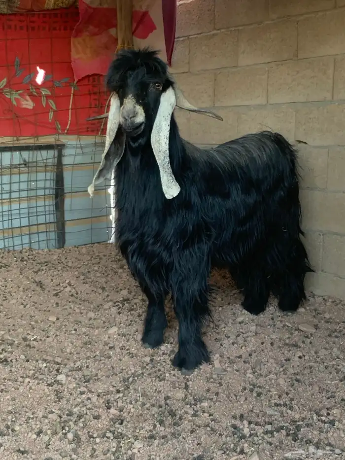 تيس فحل عارضي صنف 3