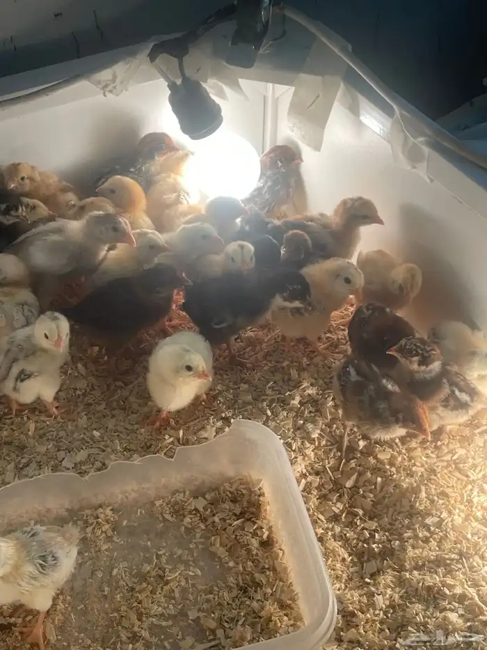 صوص دجاج وصوص سمان تكساس تم البيع 2