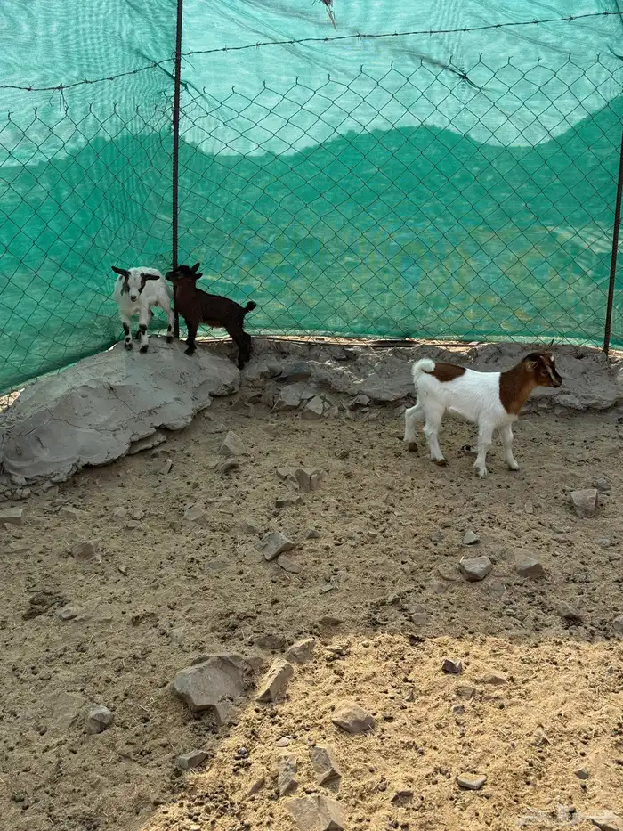 عرض وبيع ماعز قزم أليفه ومنتجه 11