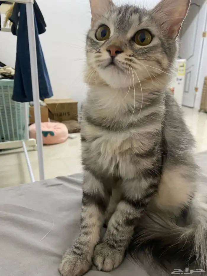 انثى للتبني 2