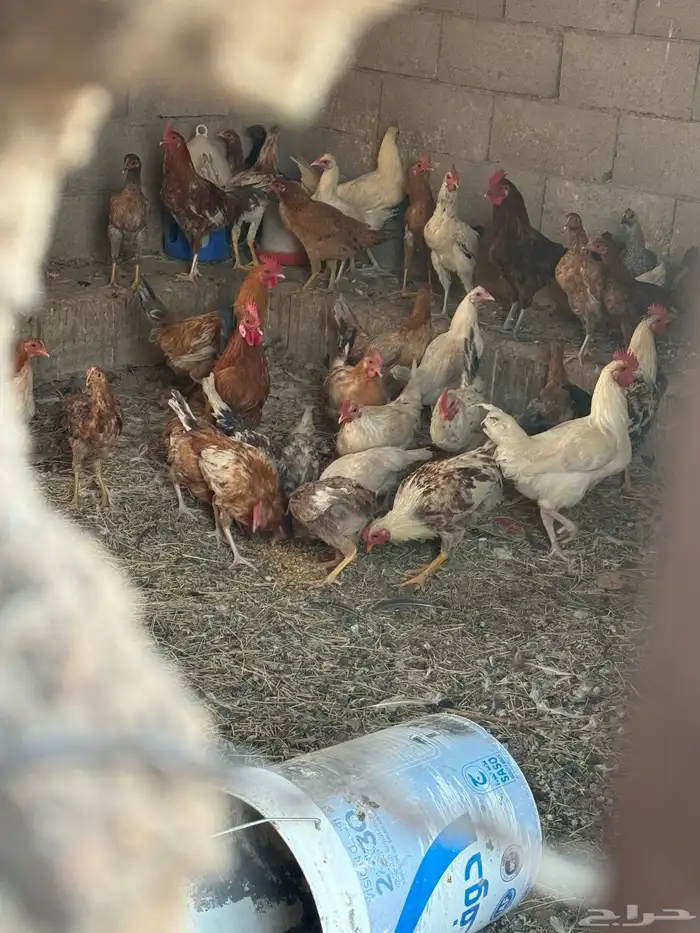 دجاج بلادي 4