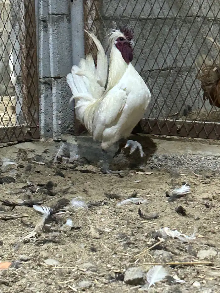 دياكه مرتبين 0