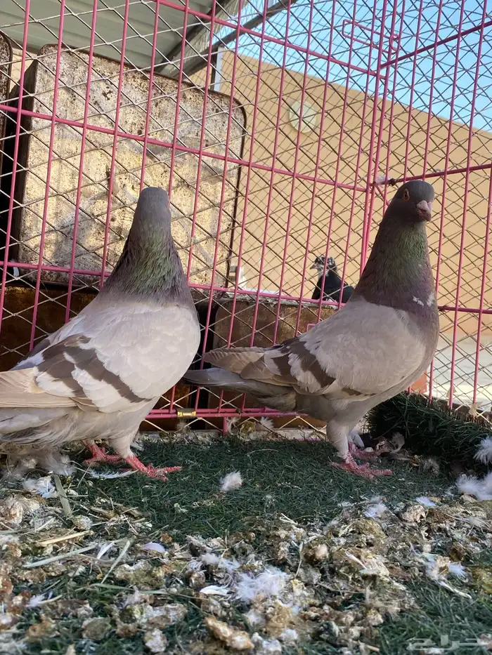 للبيع حمام 5