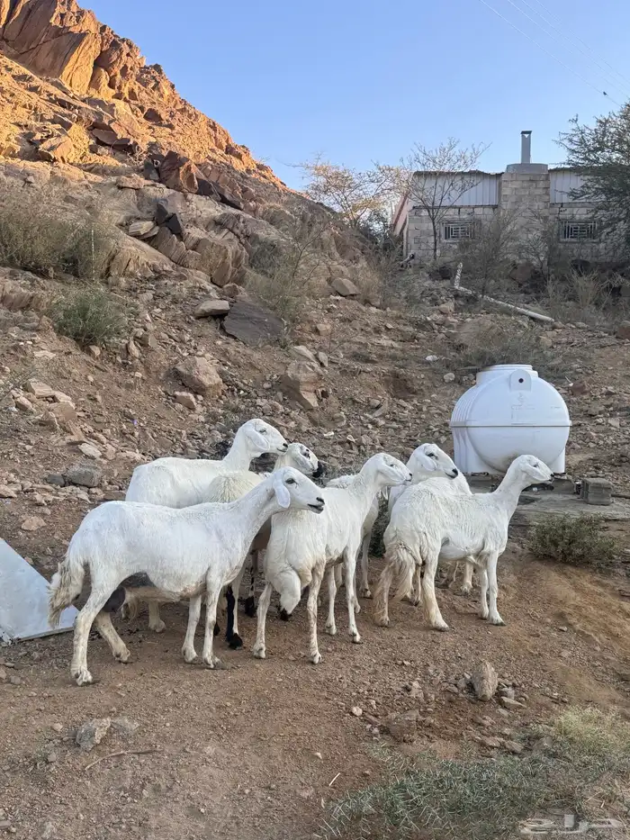 8 روس من ضان شهران ولد يتبعها 9 0