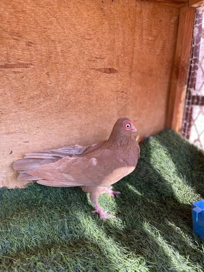 ذكر كوري اصفر 1