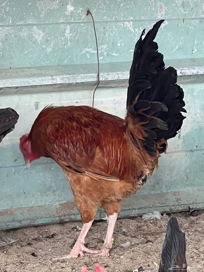 بيع ديك بلدي 3