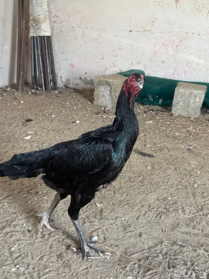 دجاجه شامو الماني 18