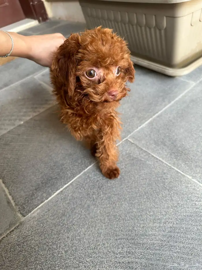 تي كب بودل استيراد من الصين 3