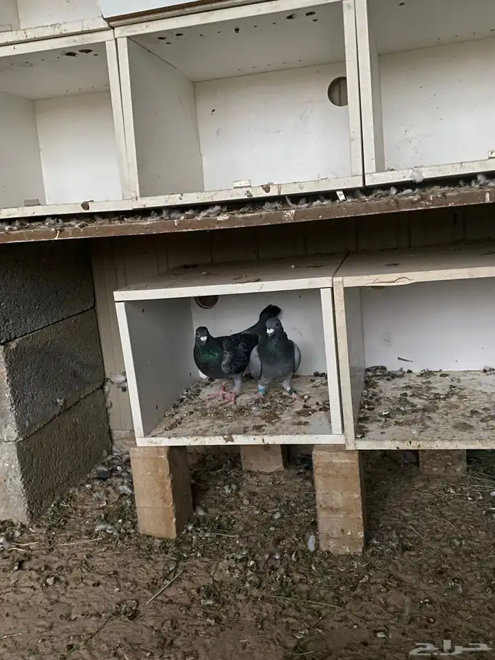 السلام عليكم اعرض لكم زوج باكستاني و زوج زاجل وعلى السوم 2