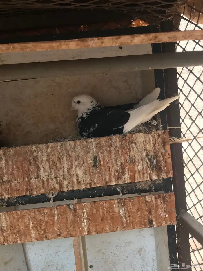 حمام قطايف زوجين للبيع مستعجل 7