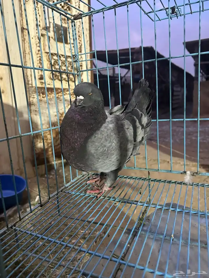 ذكر كنق بلو بار مستوى توب توب حجم سوبر جامبو 5