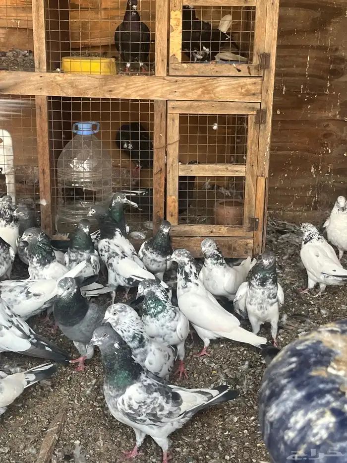 حمام باكستاني 3