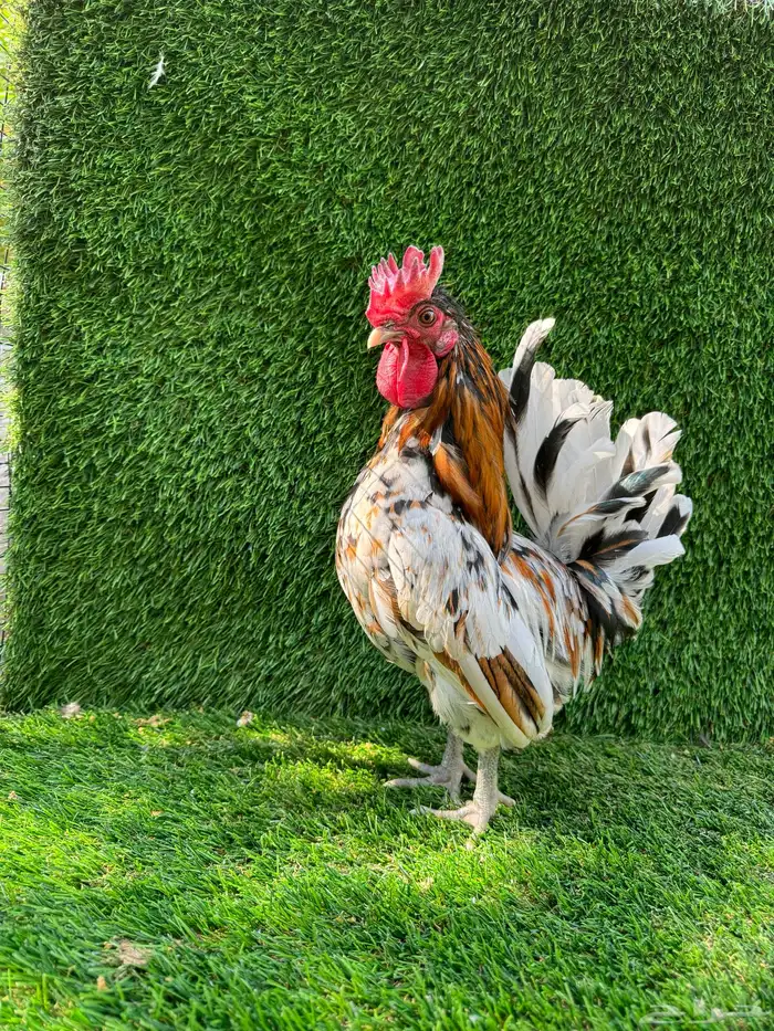 للبيع دجاج ماكنتوش 0