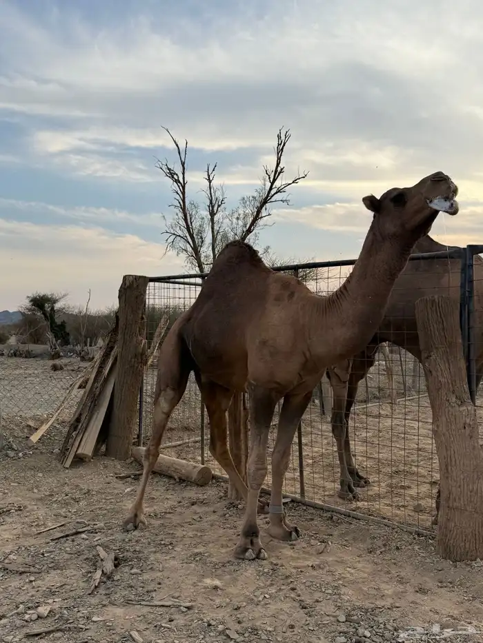 جمل حمر ضراب وعشار وهداوه 15