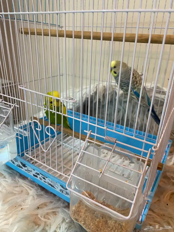 طيور الحب بصحة جيدة 3