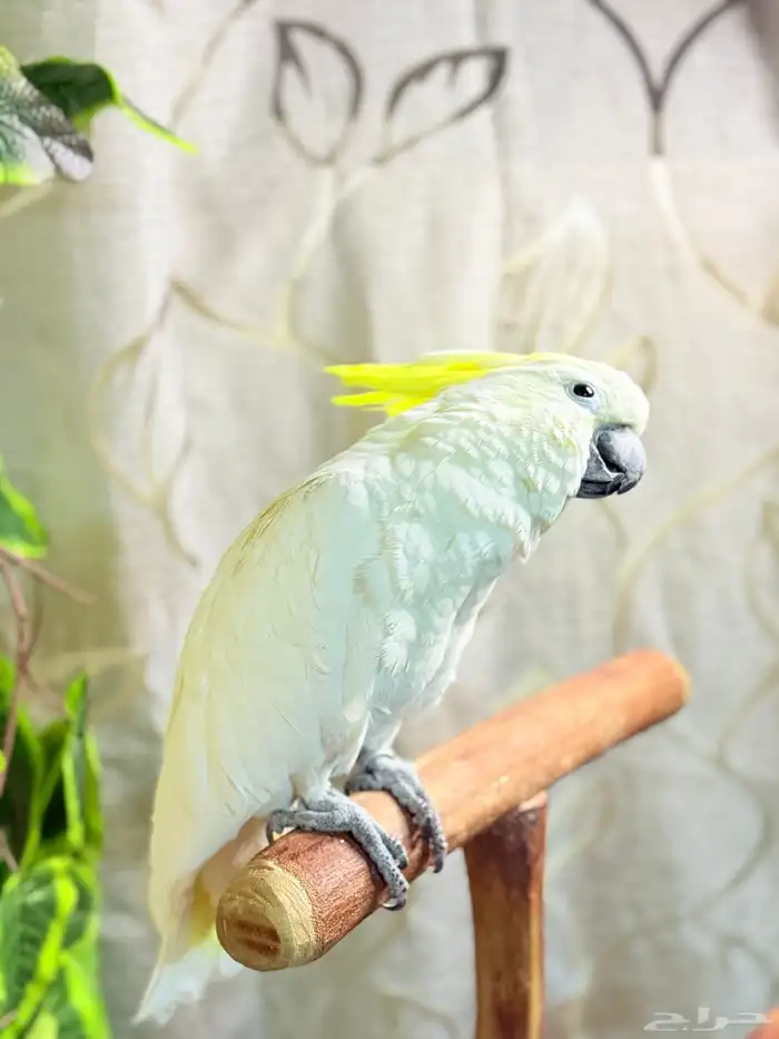 ببغاء كوكاتو سلفر تم البيع 7