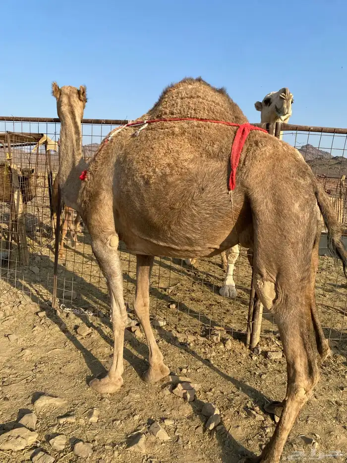 خلفه حمراء ساحليه مصغر منيحه رقم واحد الحد11800 2