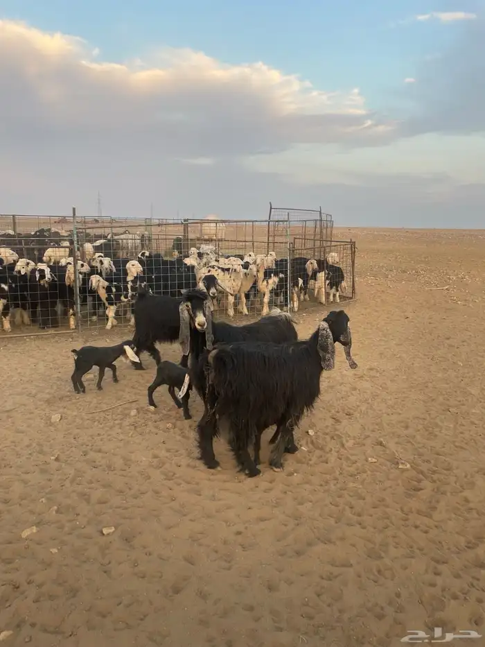 معزاء مواليد 0