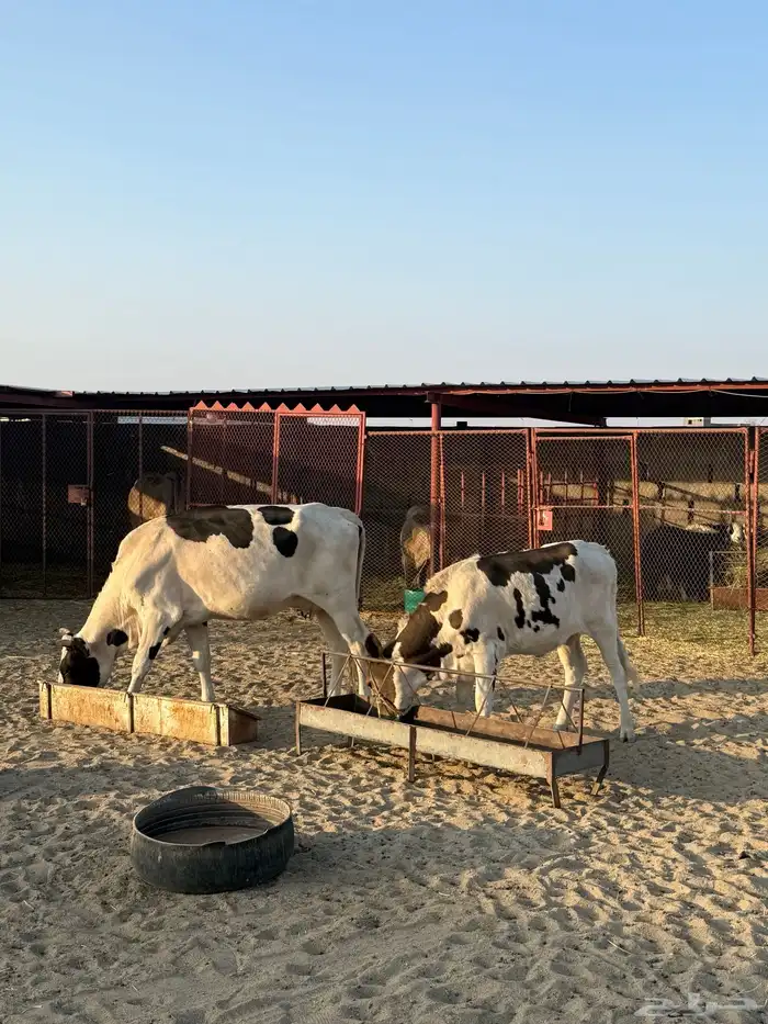 بقرة عشراء 2