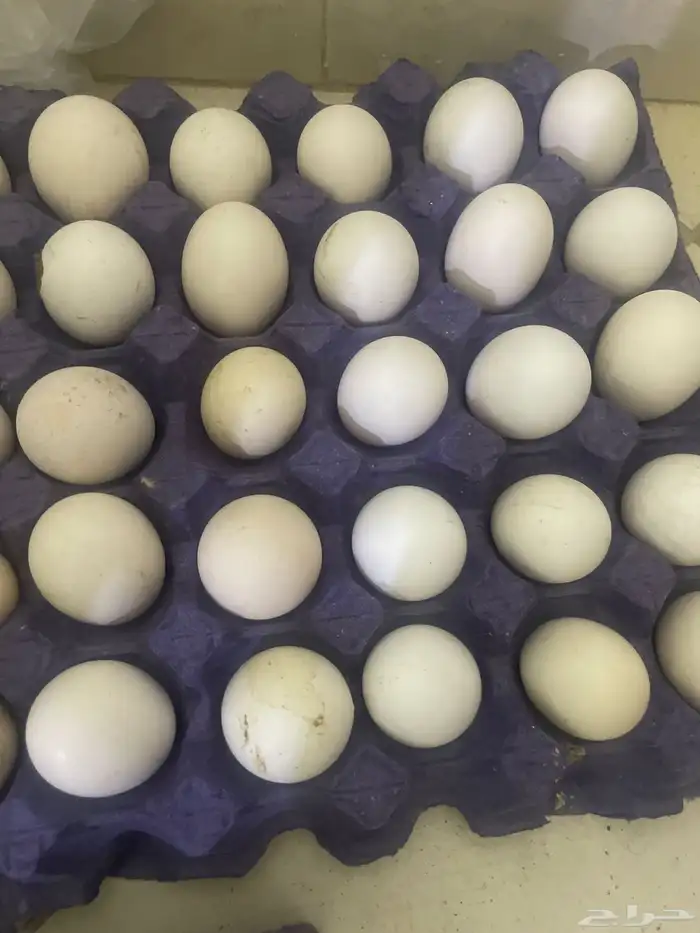 يوجد بيض حساوي البيع 0