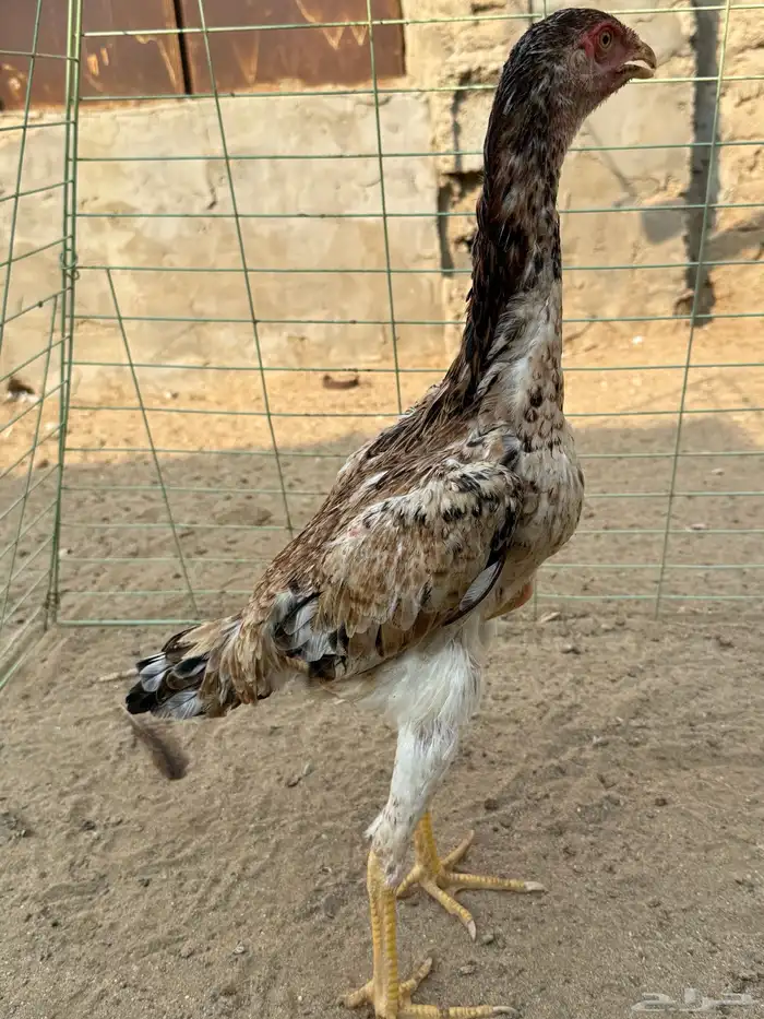 دجاجه شامو يباني 7