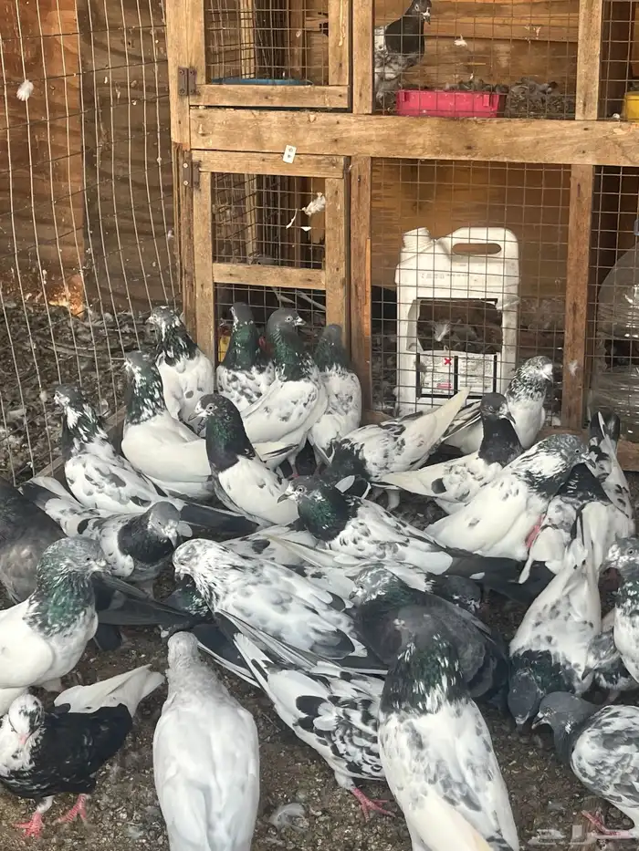 حمام باكستاني 2