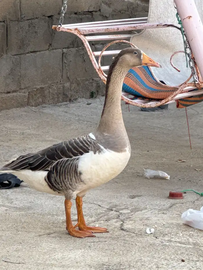 وز مهجن بسعر مغري لوجة الله محايل عسير 0