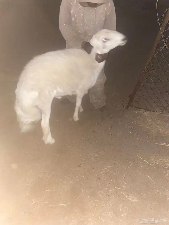 خروف فحل للبيع 2