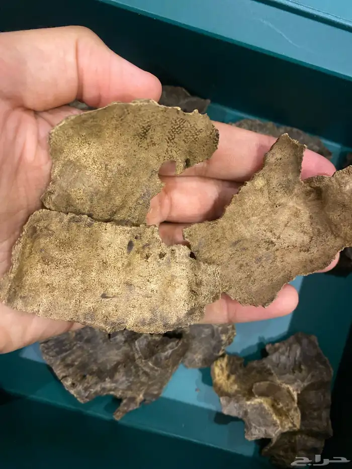 عود تشار فيتنامي فاخر جدا 2