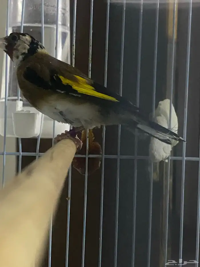 ذكر  حسون سوري 1