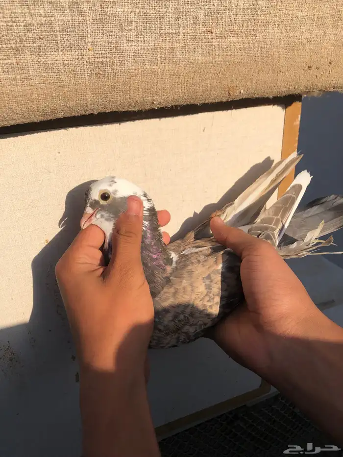 حمام صفاقي 0