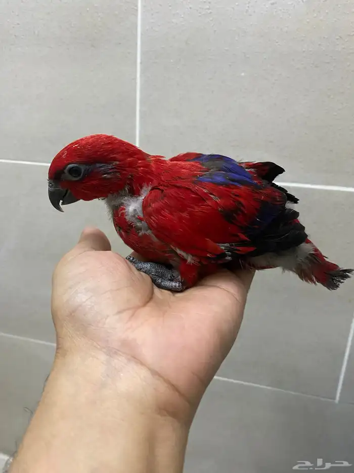 فروخ رد لوري 1