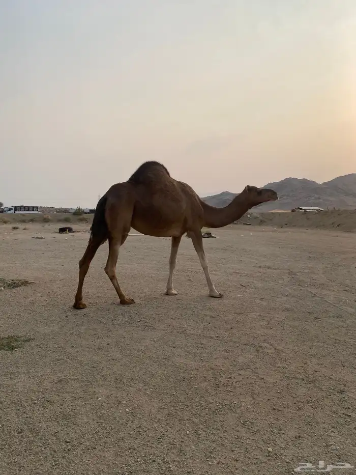 للبيع ناقه ساحليه حمرا 0