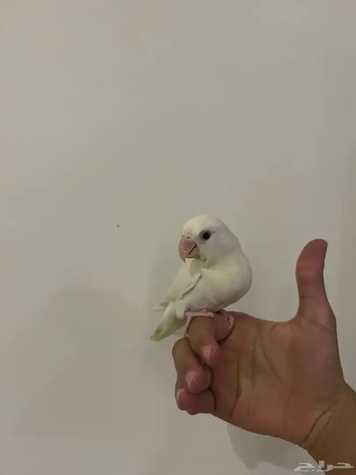 طير روز ألبينو أبيض صافي   ا 1